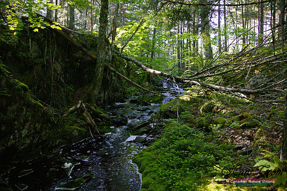 Wetlands Trail Mount Uniacke