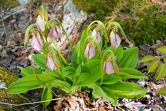 Pink Lady's Slipper