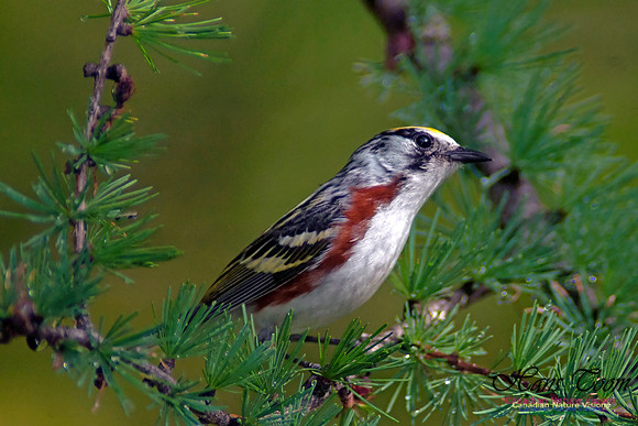 Chestnut-sided Warbler