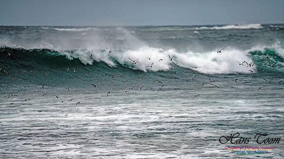 Shorebirds of Hurricane Erin 124