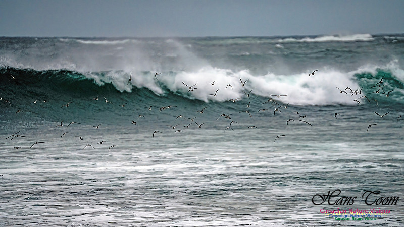 Shorebirds of Hurricane Erin 124