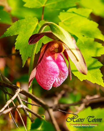 Pink Ladies's Slipper Orchid 101
