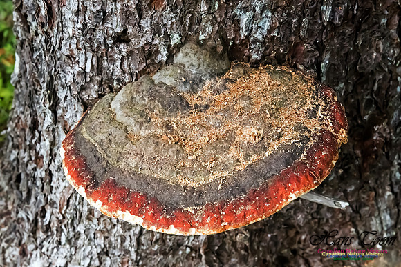 Bracket Fungus