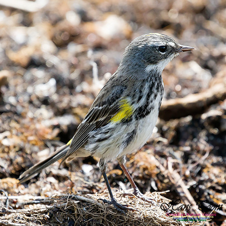 Yellow-rumped Warbler 4