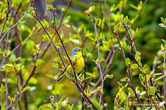 Nashville Warbler