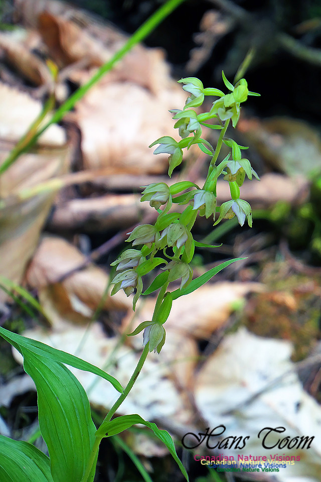 Helleborine Orchid 106