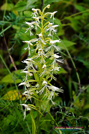Ragged Fringed Orchid