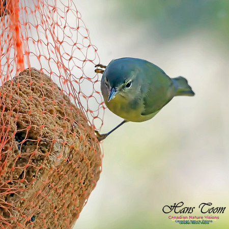 Orange-crowned Warbler 4