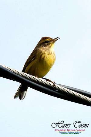 Palm Warbler