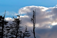 Loggerhead Shrike