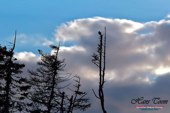 Loggerhead Shrike 100