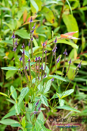Blue Vervain