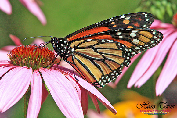 Monarch