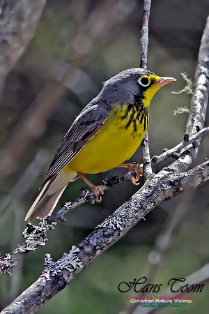 Canada Warbler