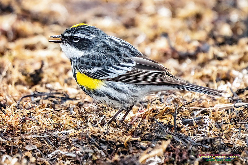 Yellow-rumped Warbler 352