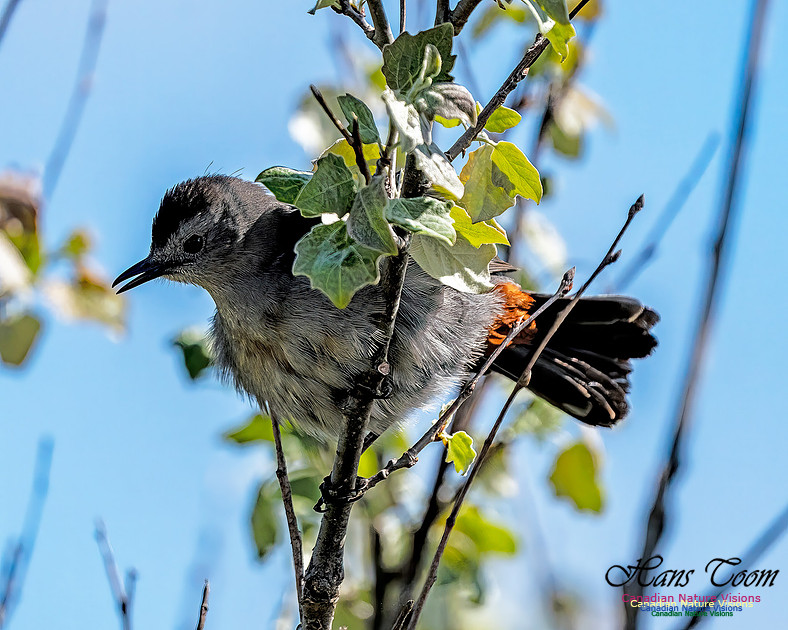 Grey Catbird 101