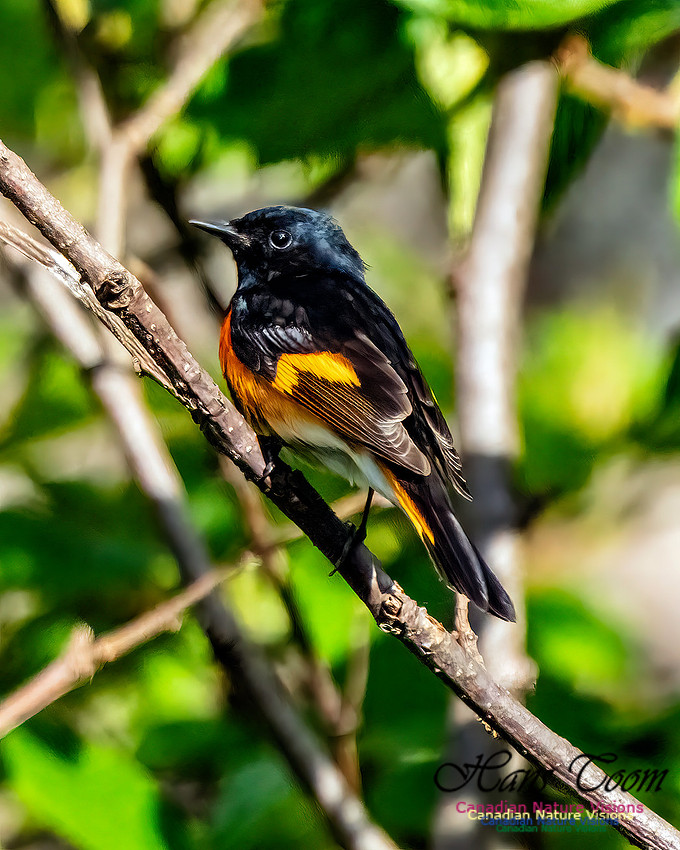 American Redstart 106