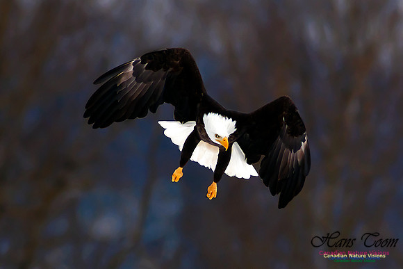 Bald Eagle