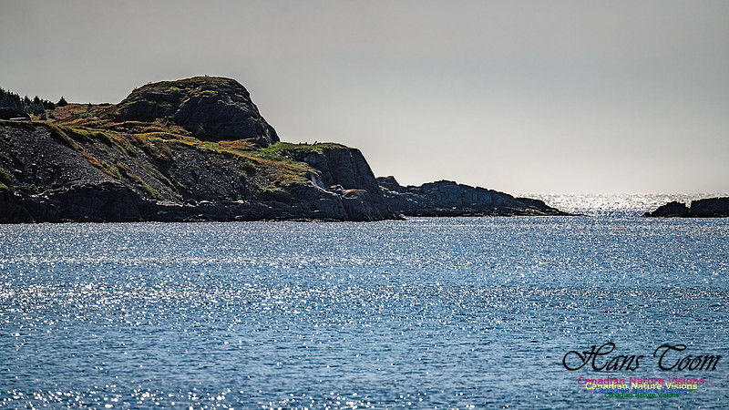 Cape Race 113