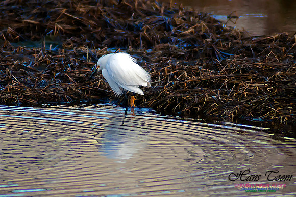 Snowy Egret