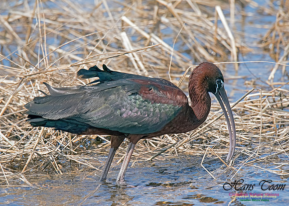 Glossy Ibis 10