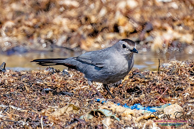Grey Catbird 901