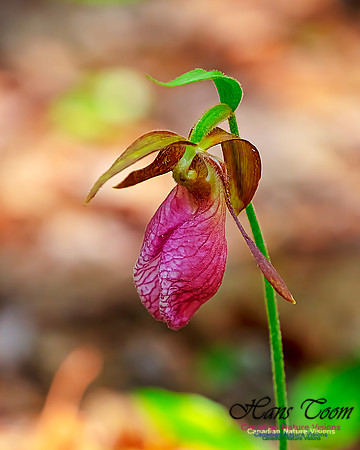 Pink Lady's Slipper Orchid 220