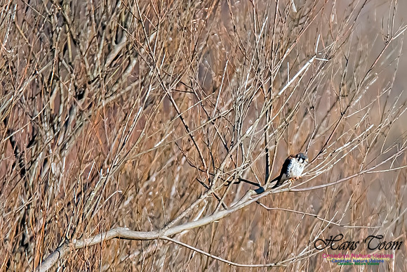 American Kestrel
