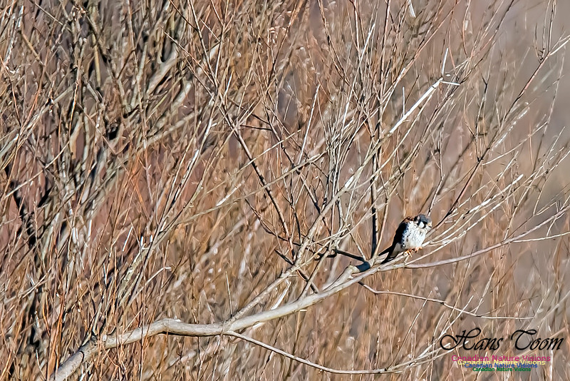 American Kestrel
