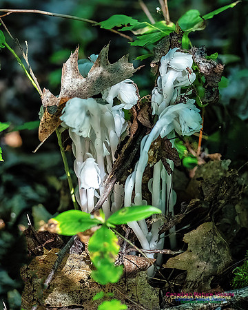Ghost Plant 300
