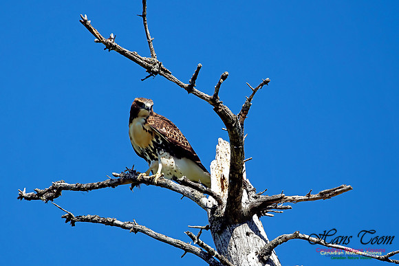 Red-tailed Hawk