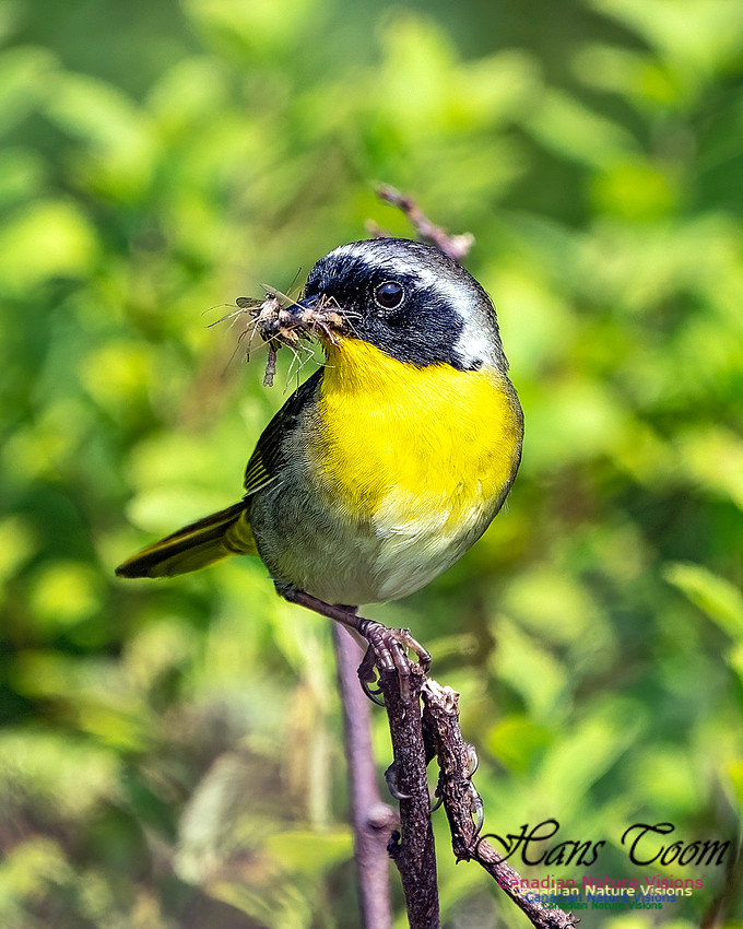 Common Yellowthroat 102