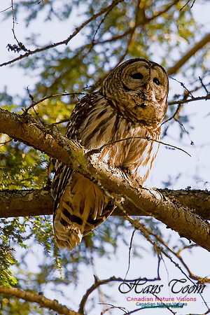 Barred Owl