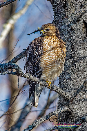Red-shouldered Hawk 700
