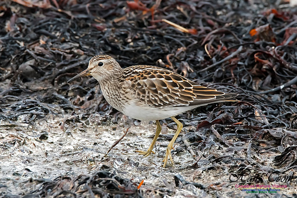 Pectoral Sandpiper