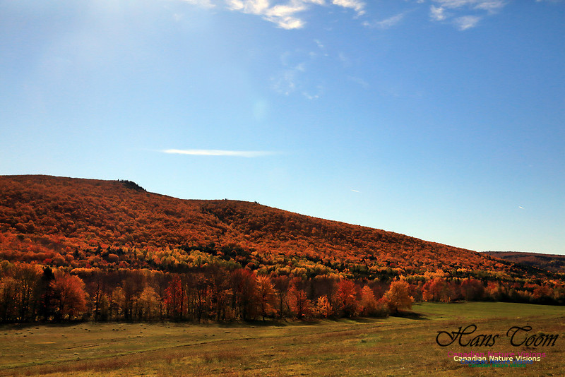 Maple Forest Fall Colours 2016