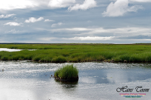 Cow Bay Salt Marsh