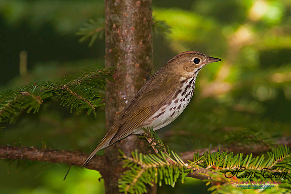 Ovenbird