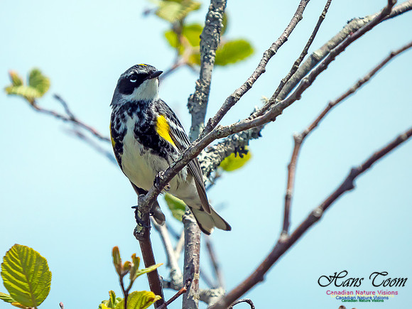 Yellow-rumped Warbler 3