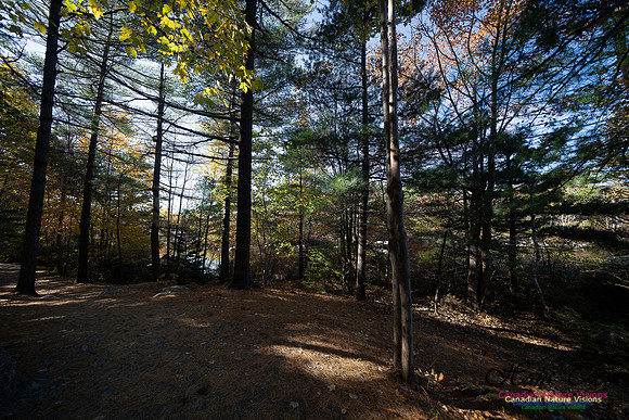 Frog Pond Stroll 105