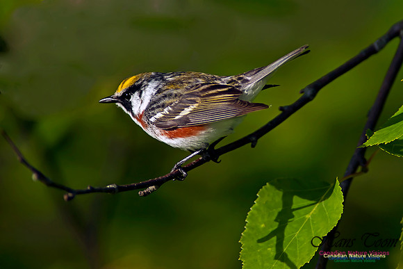 Chestnut-sided Warbler