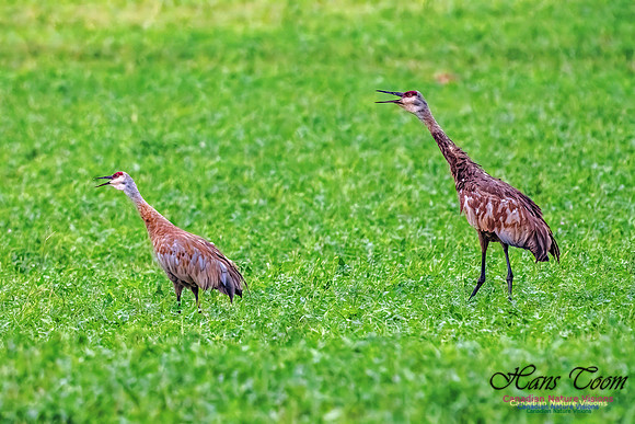 Sandhill Crane 456
