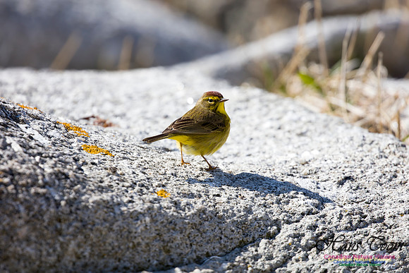 Palm Warbler 5