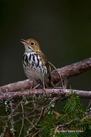 Ovenbird