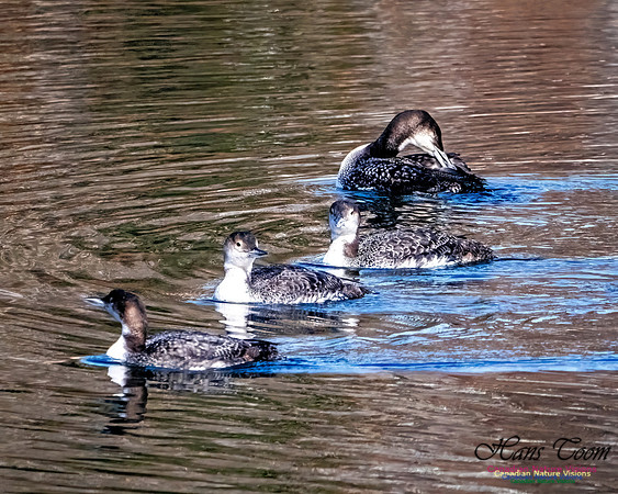 Common Loon 901