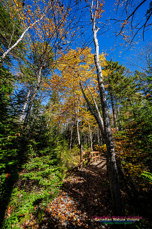 Woodland Stroll 124