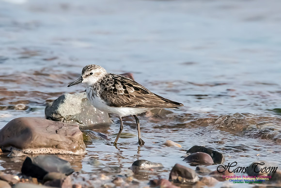 Least Sandpiper