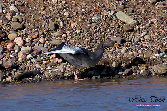 Graylag Goose