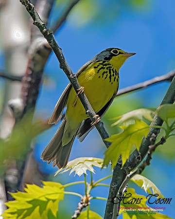 Canada Warbler 7