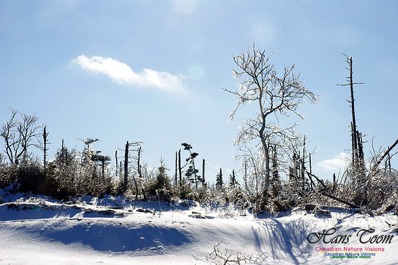 Ice Forest